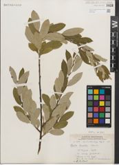 Foto von Salix humilis Marshall